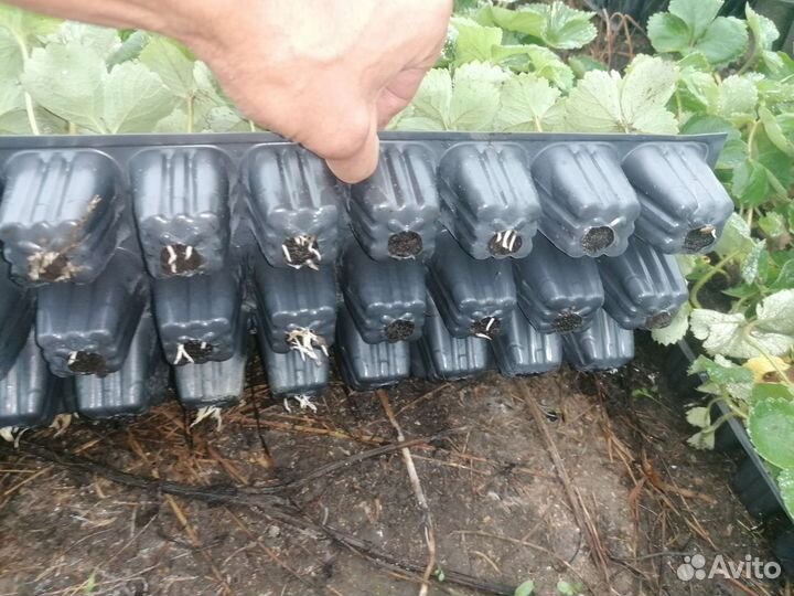 Рассада клубники