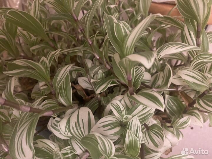 Традесканция