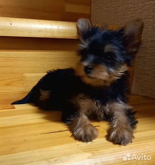 Йоркширский терьер мини девочка