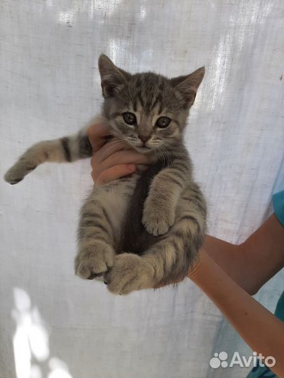 Кошка в дар бесплатно
