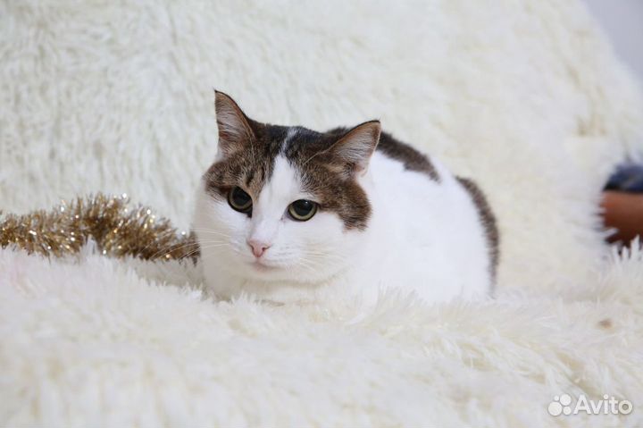 Соня ищет дом