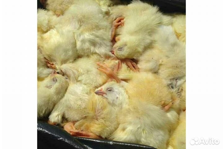 Цыплята суточные на корм животным