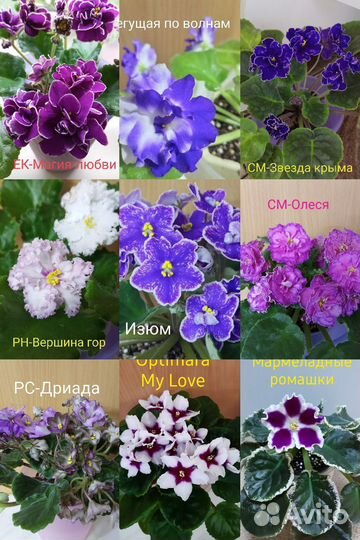 Фиалки сортовые