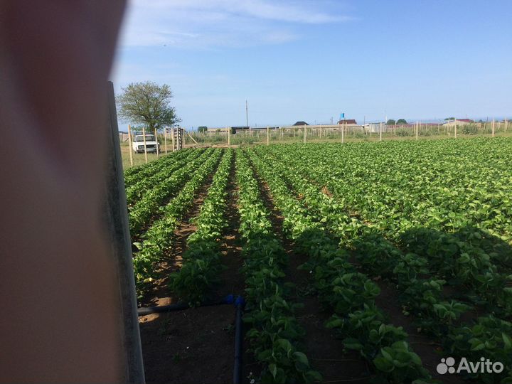 Рассада клубники азия