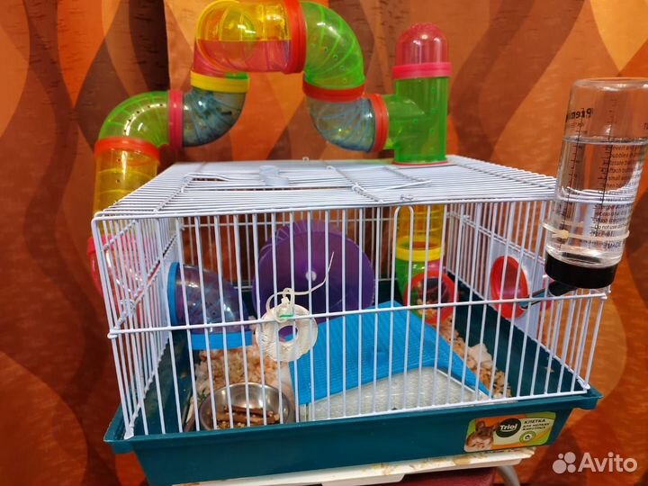 Сирийский хомяк с клеткой за шоколодку