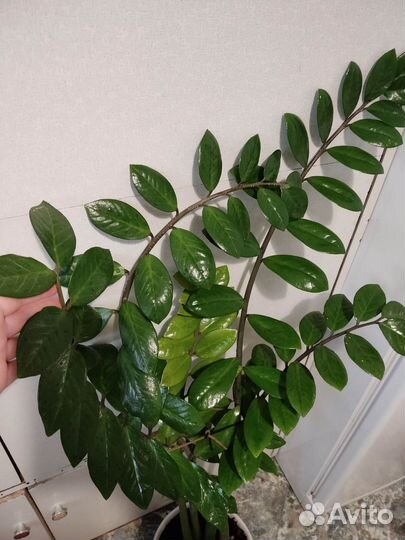 Замиокулькас