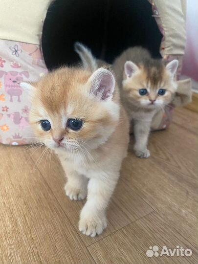 Золотые и серебряные шиншиллы