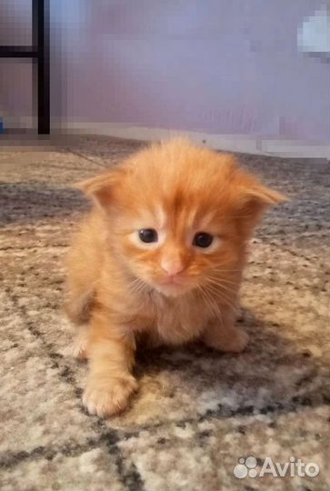 Котята мейн-кун