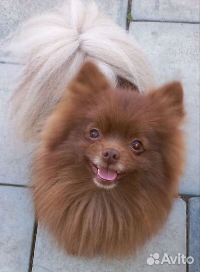 Два кобеля шпицы помы на вязку