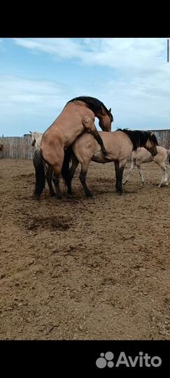 Лошади 40 голов