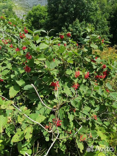 Велосипеды бу взрослый