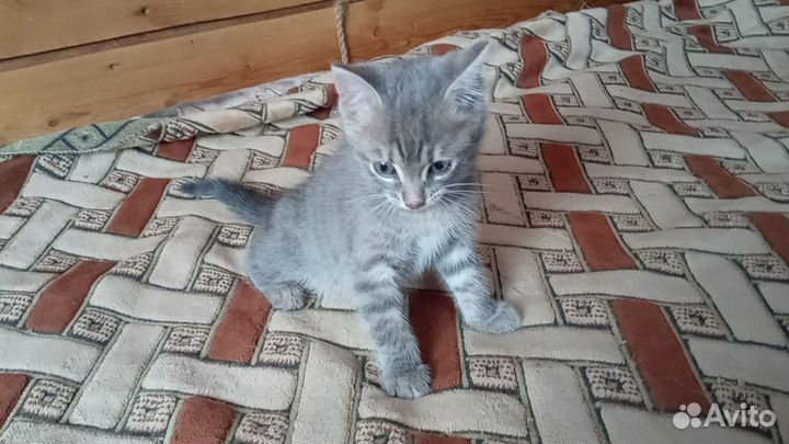 Отдам котика