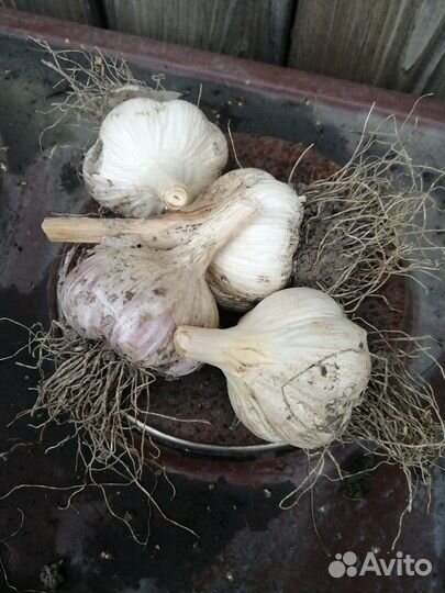 Продам чеснок озимый