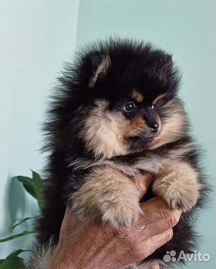 Щенки немецкого шпица