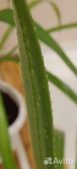 Пальма Панданус