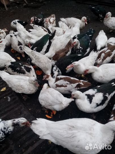 Индоутки на мясо