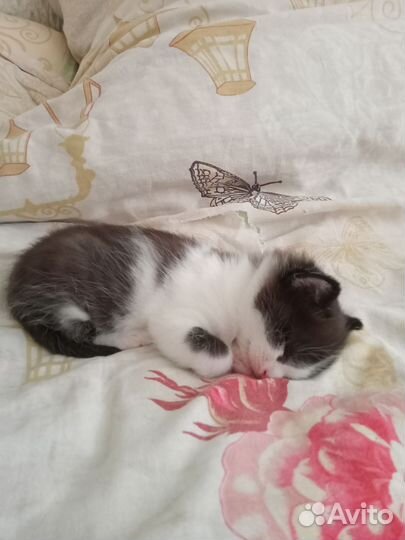 Котёнок мальчик отдам в добрые руки