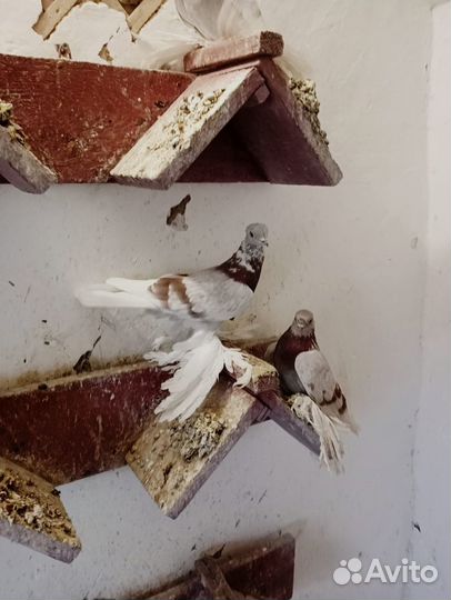 Продажа голубей