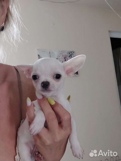 Щенки чихуахуа