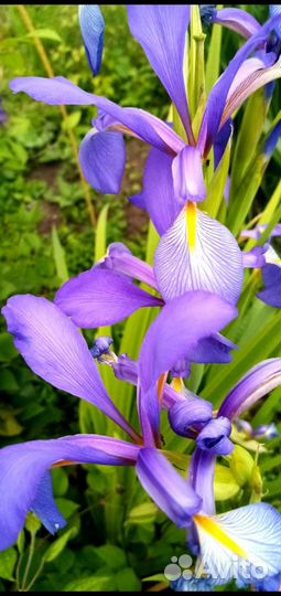 Ирис спурия