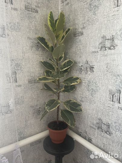 Фикус тинеке