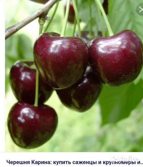 Саженцы черешни и вишни