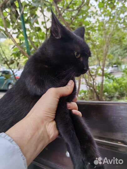 Кошки в добрые руки