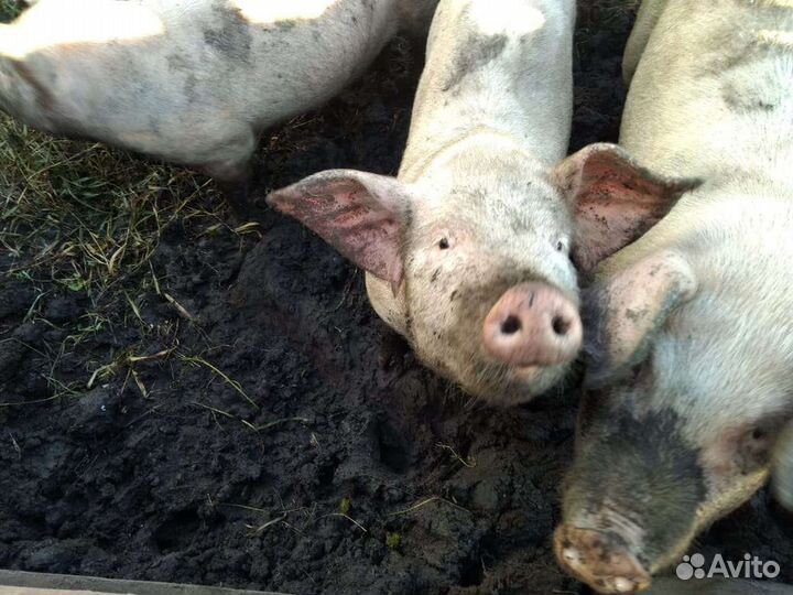 Хрячки - молодцы