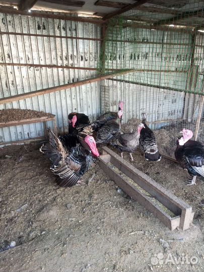 Индюки бронза