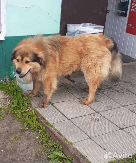 Огромный добряк в семью