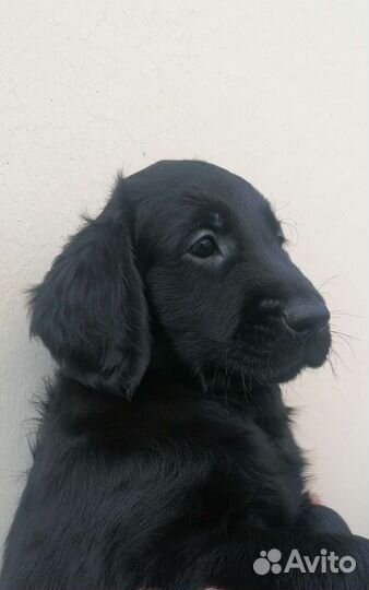 Прямошерстный ретривер