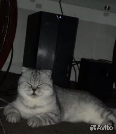 Кошки в добрые руки бесплатно