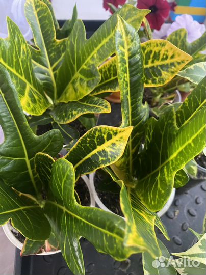 Комнатные цветы кротон, кодиеум Экселент