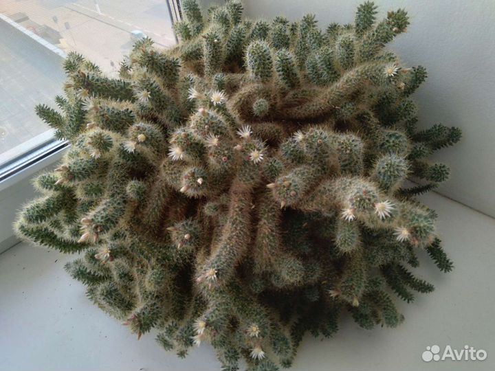 Маммилярия побегоносная