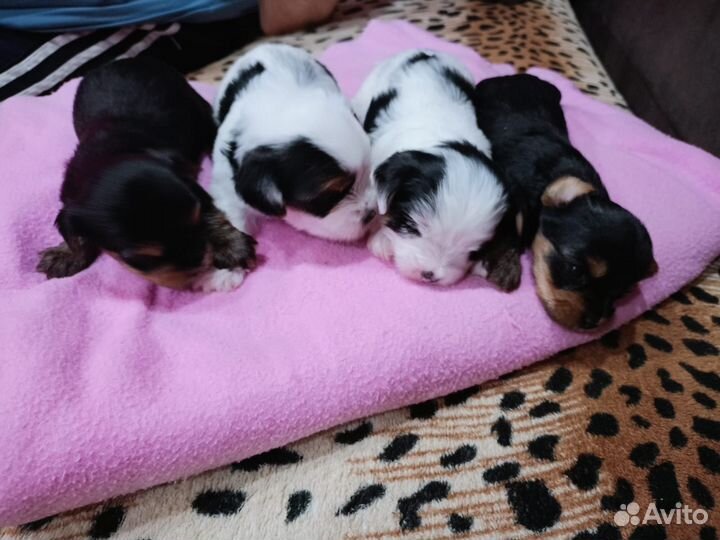 Йоркширский терьер щенки