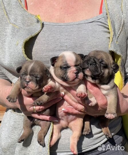 Французский бульдог