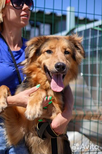 Чудесный молодой пес для доброй семьи