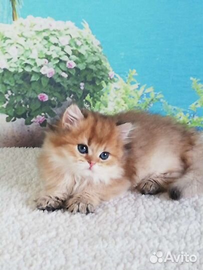 Британская золотая кошка