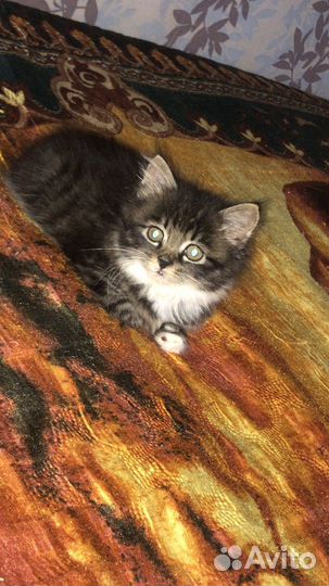 Котёнок