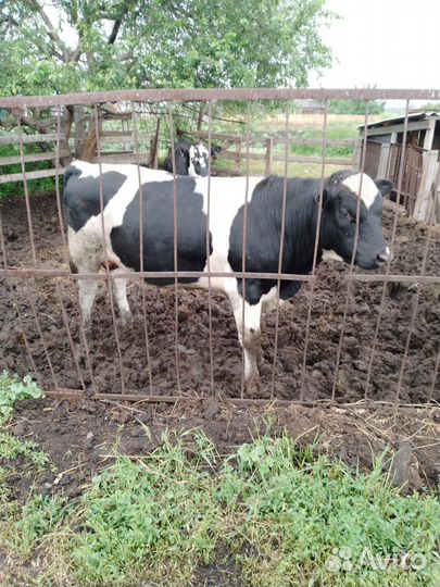 Тёлки и бык