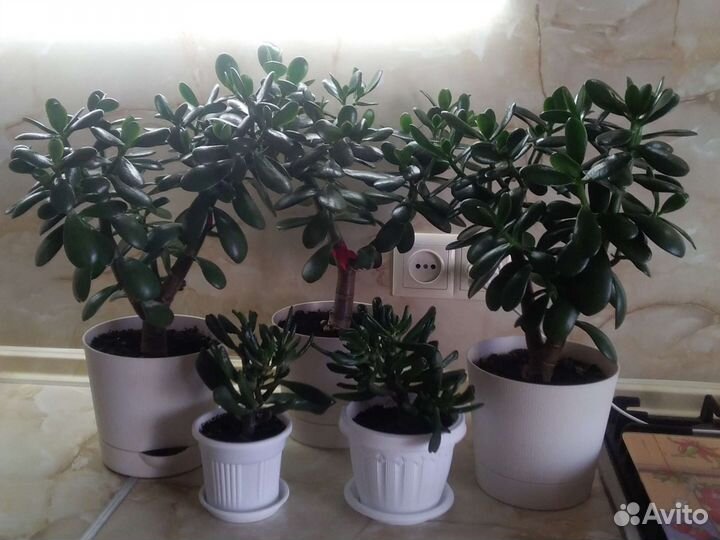 Толстянка Классика + Хоббит