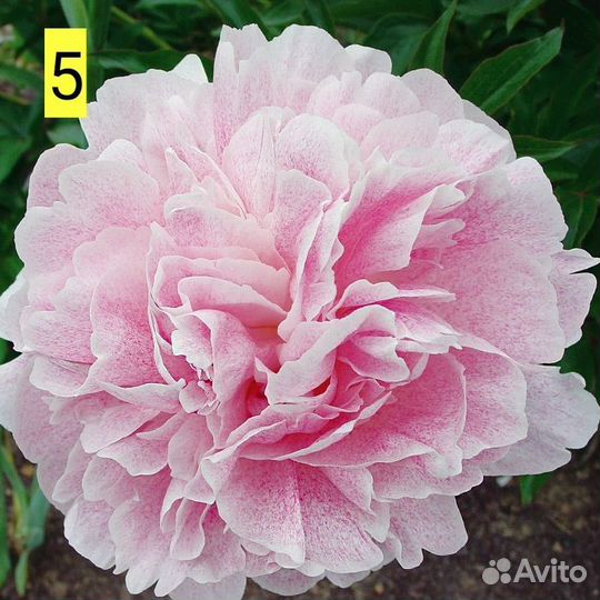 Травянистые пионы