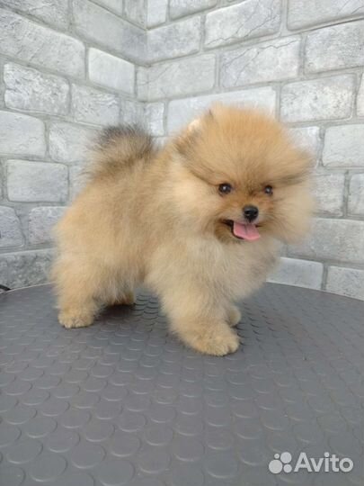 Шпиц мальчики