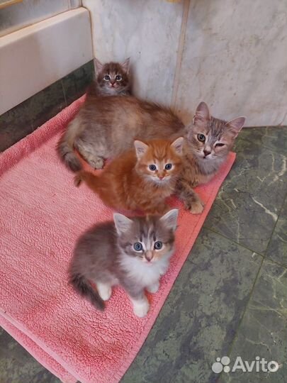 Котята в добрые руки