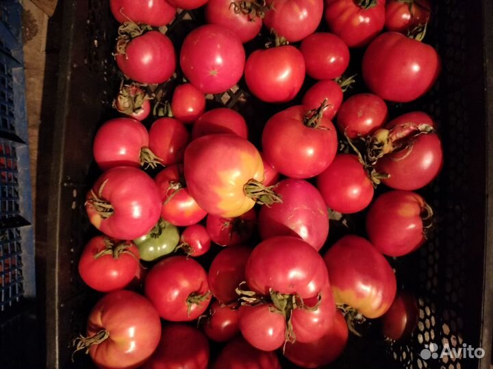 Продам помидоры