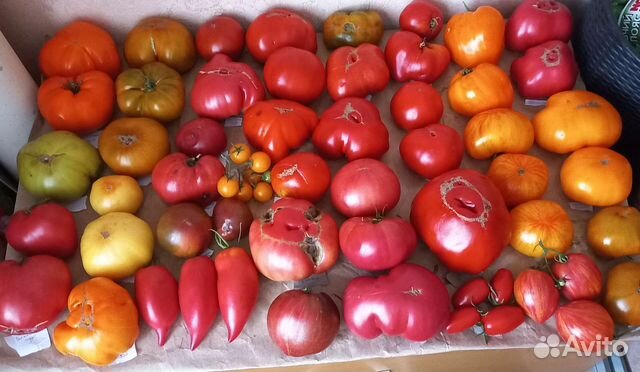 Семена коллекционных томатов