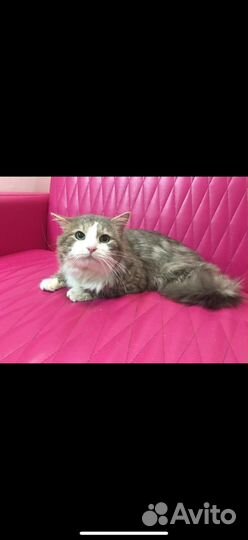 В дар кот с оплатой содержания