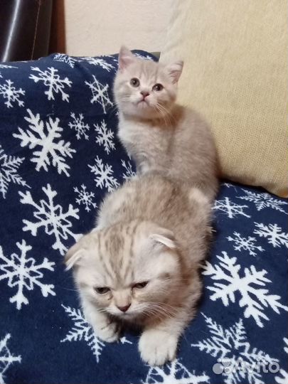 Британские котята