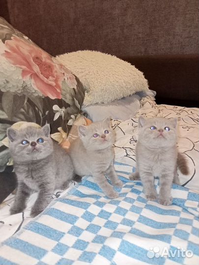 Британские котята