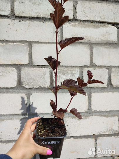 Пузыреплодник Rеd baron, Diablo